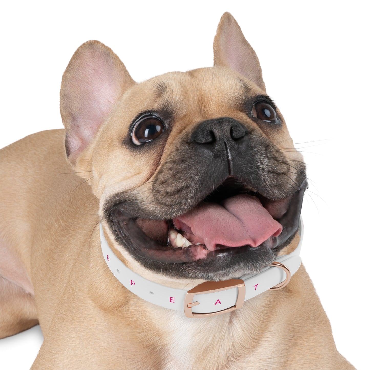 Eat Sleep Play Pickleball Dog Collar